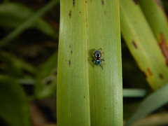 Maratus anomalus