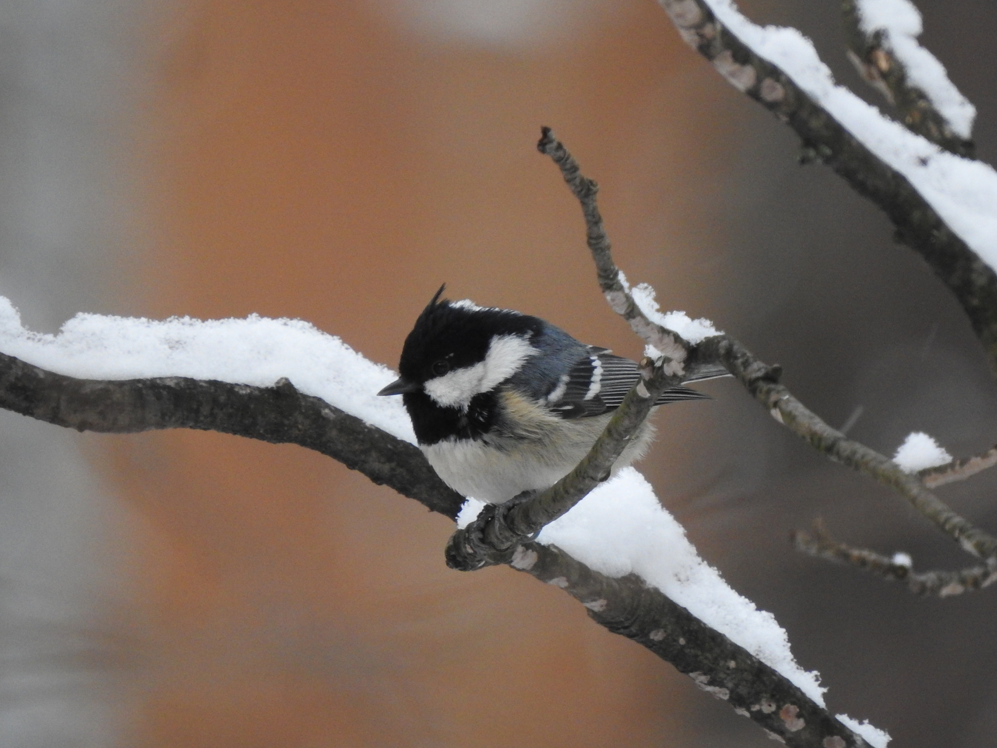 Coal Tit (Periparus ater)