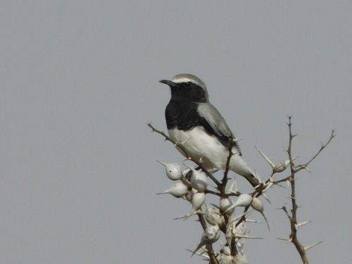 Somali Wheatear (Oenanthe phillipsi), photo 2