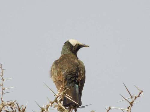 White-crowned Starling