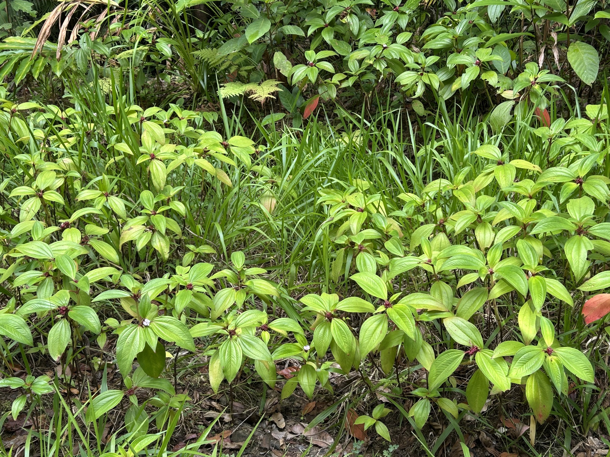 Tristemma mauritianum
