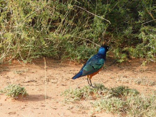 Superb Starling