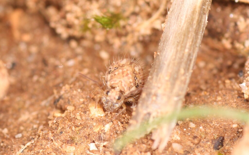 Sminthurus hispanicus