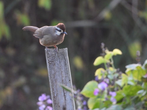 White-browed Laughingthrush