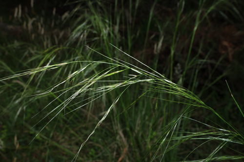 veined spear-grass (Austrostipa rudis)