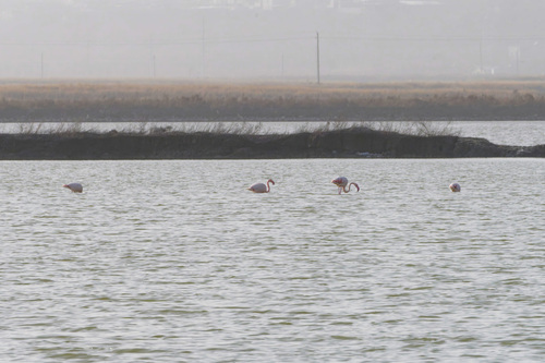 Greater Flamingo