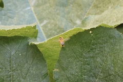 Apis mellifera