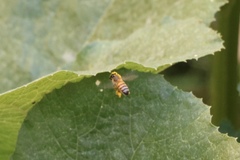 Apis mellifera