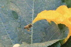 Apis mellifera