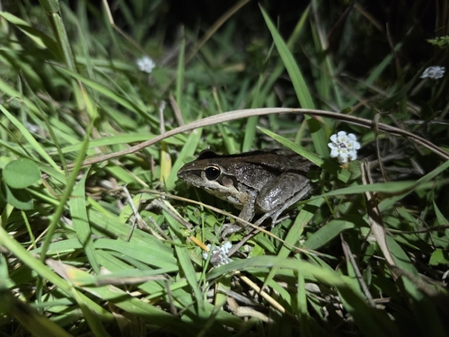 Broad-palmed Rocket Frog