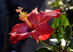 Hibiscus rosa-sinensis