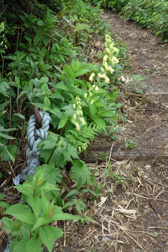 Aconitum gigas iNat (2)