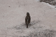 Passer domesticus