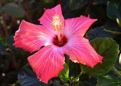 Hibiscus rosa-sinensis