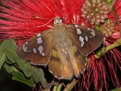 Nascus phocus