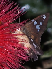 Nascus phocus