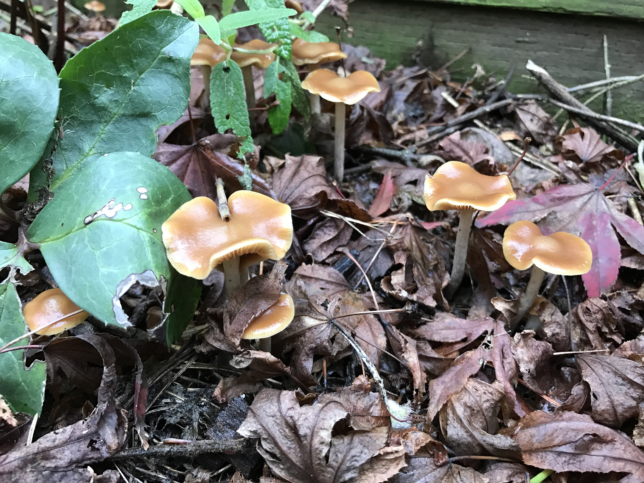 Psilocybe cyanescens image