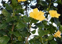 Hibiscus rosa-sinensis