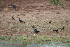 Quiscalus mexicanus