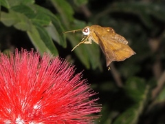 Nascus phocus