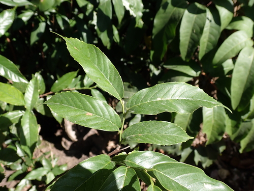 Aphananthe cuspidata observed 2025-12-15