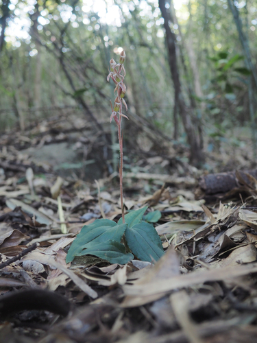 Goodyera viridiflora iNat (3)