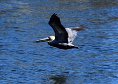Pelecanus occidentalis