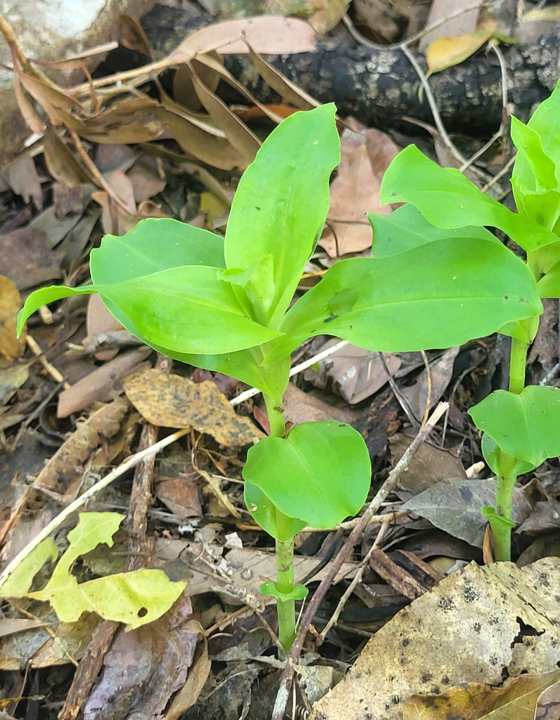 Habenaria hymenophylla
