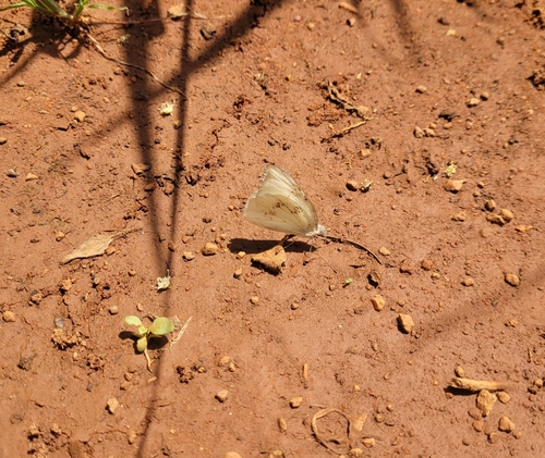 Lemon Migrant, G2QR+VXR, Visakhapatnam, Dosuru, Andhra Pradesh 531011, India, photo 10 of 10