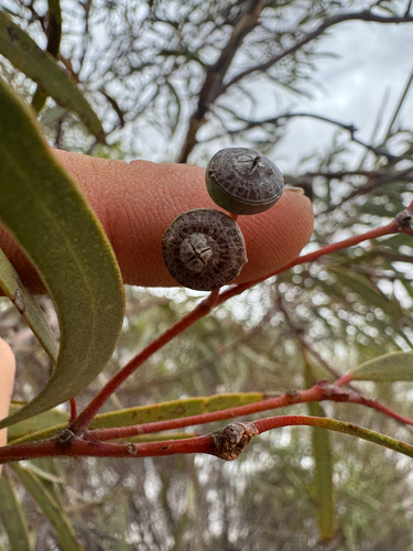 Wheatbelt Whipstick Mallee (Eucalyptus leptopoda)