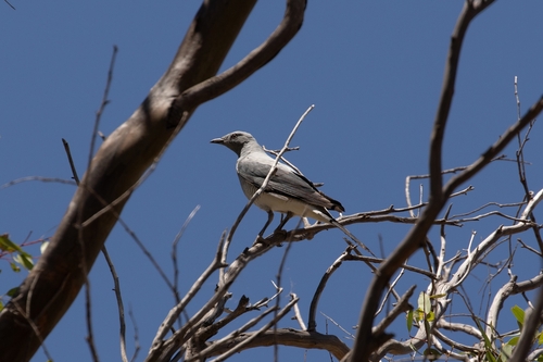 Ground Cuckooshrike