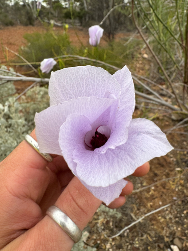 Alyogyne hakeifolia
