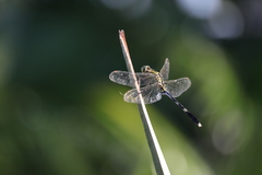 Orthetrum sabina