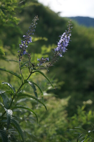 Veronica ovata iNat (3)