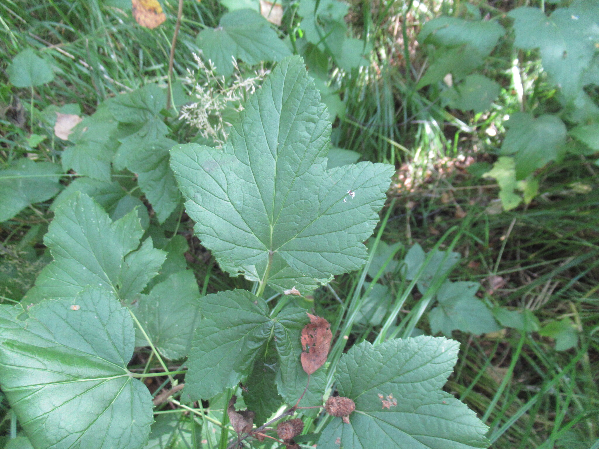 Blackcurrant (Ribes nigrum)