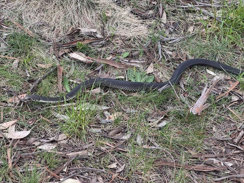 Highlands Copperhead sighting