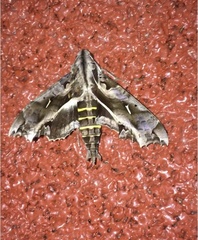 Hemeroplanes triptolemus