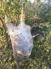 Malacosoma californica