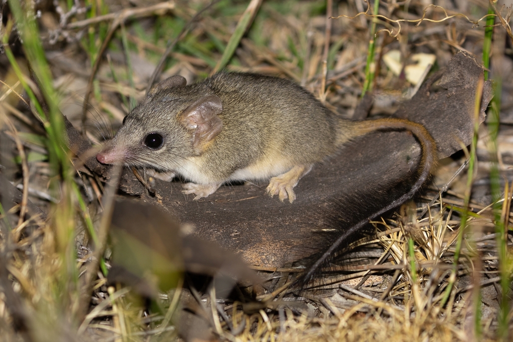 Red-tailed Phascogale