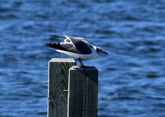 Leucophaeus atricilla