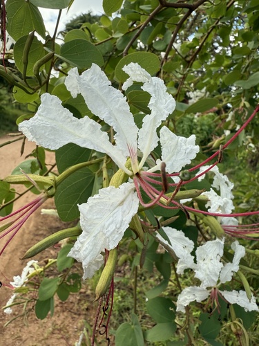 White Bauhinia