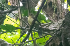 Myiobius sulphureipygius
