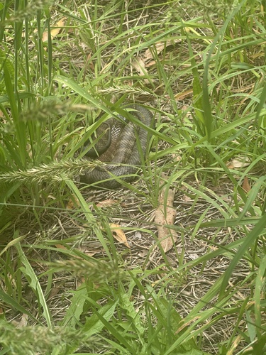 Tiger Snake sighting