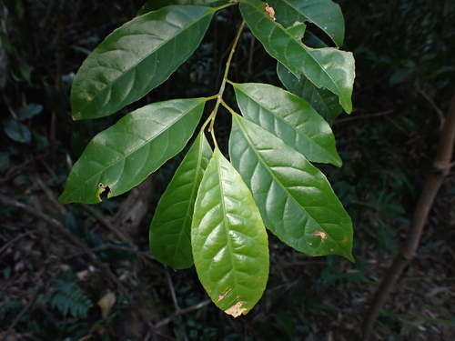 Elaeocarpus dubius observed 2025-12-15