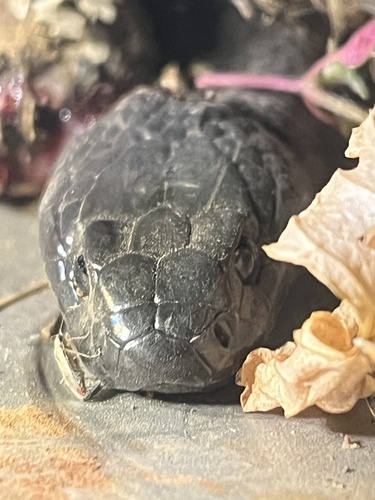 Blue-bellied Black Snake sighting