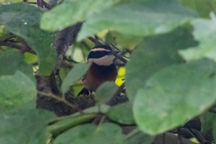 Melanopareia elegans