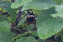 Melanopareia elegans