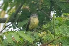 Phyllomyias griseiceps