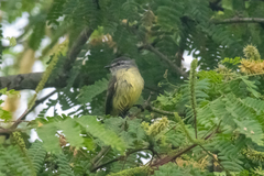 Phyllomyias griseiceps