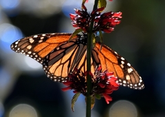 Danaus plexippus
